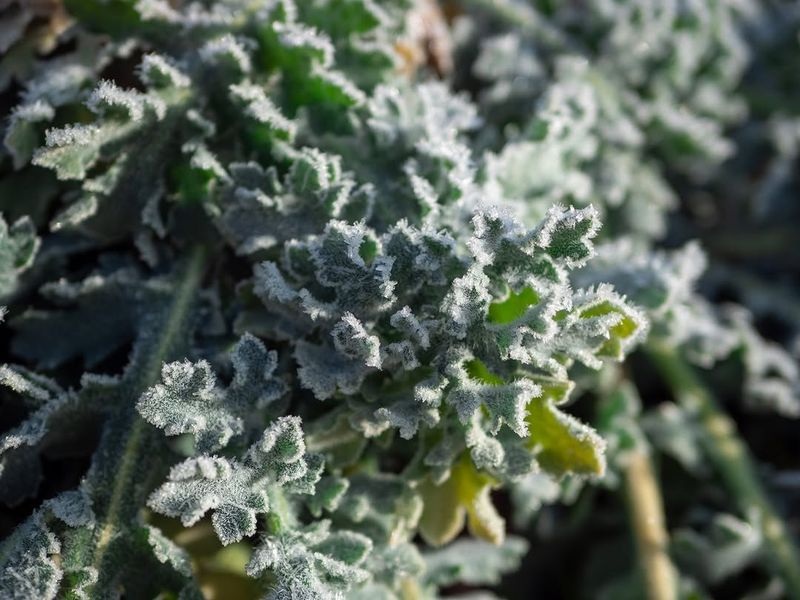 Plan With Frost Dates In Mind