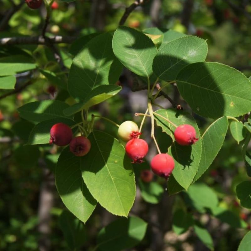 Serviceberry (Amelanchier alnifolia)