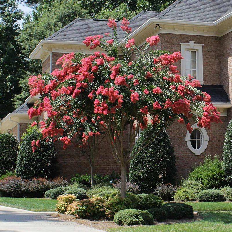 Crape Myrtle Should Be Pruned Before Growth Starts