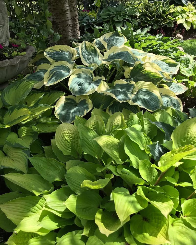 Hostas
