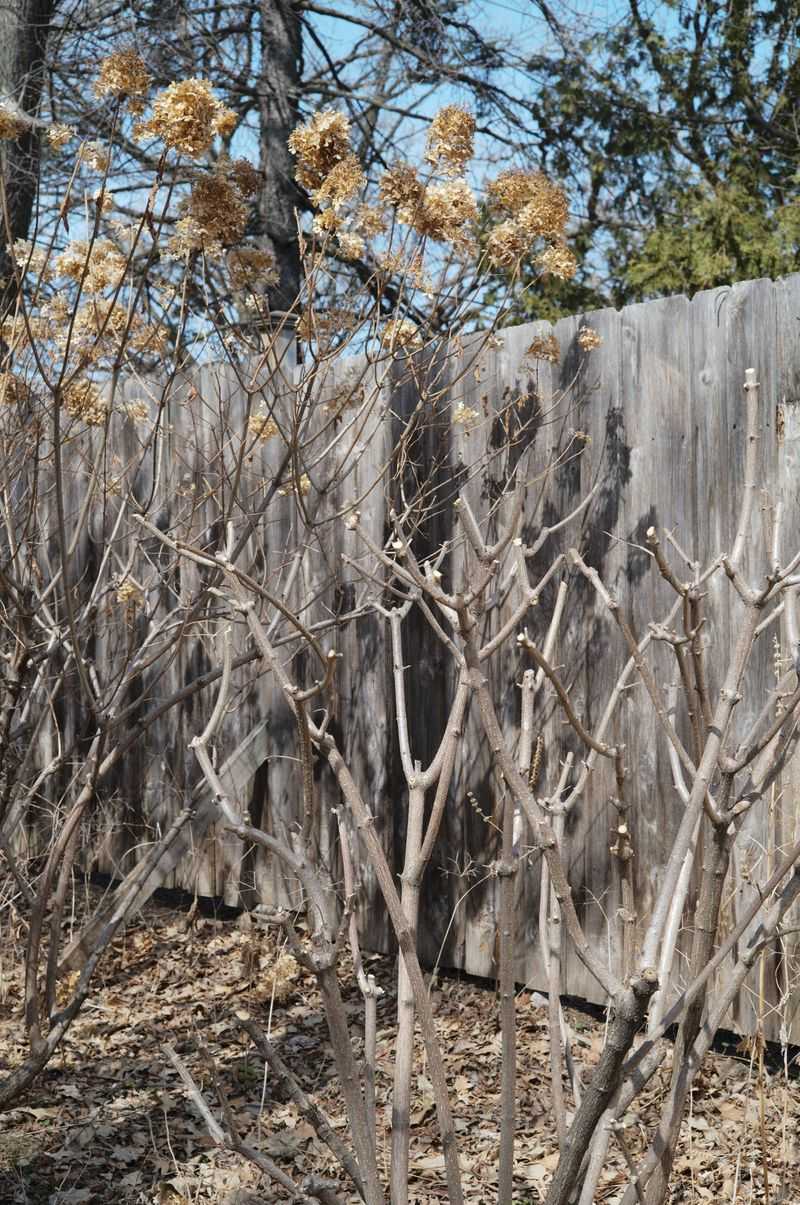 Panicle Hydrangeas Can Be Trimmed Without Sacrificing Blooms