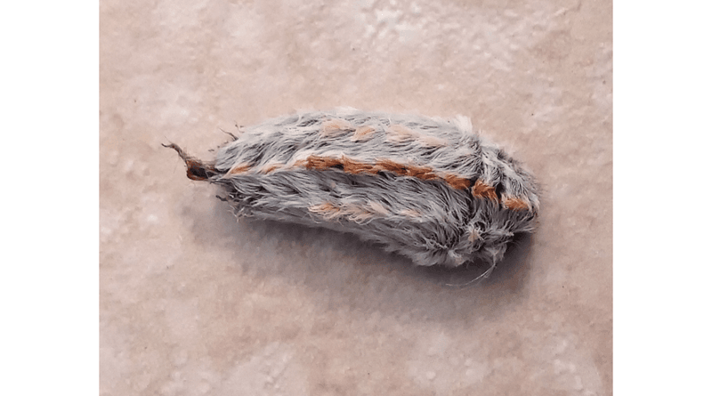 Stay Alert Because These Caterpillars Can Appear Anywhere