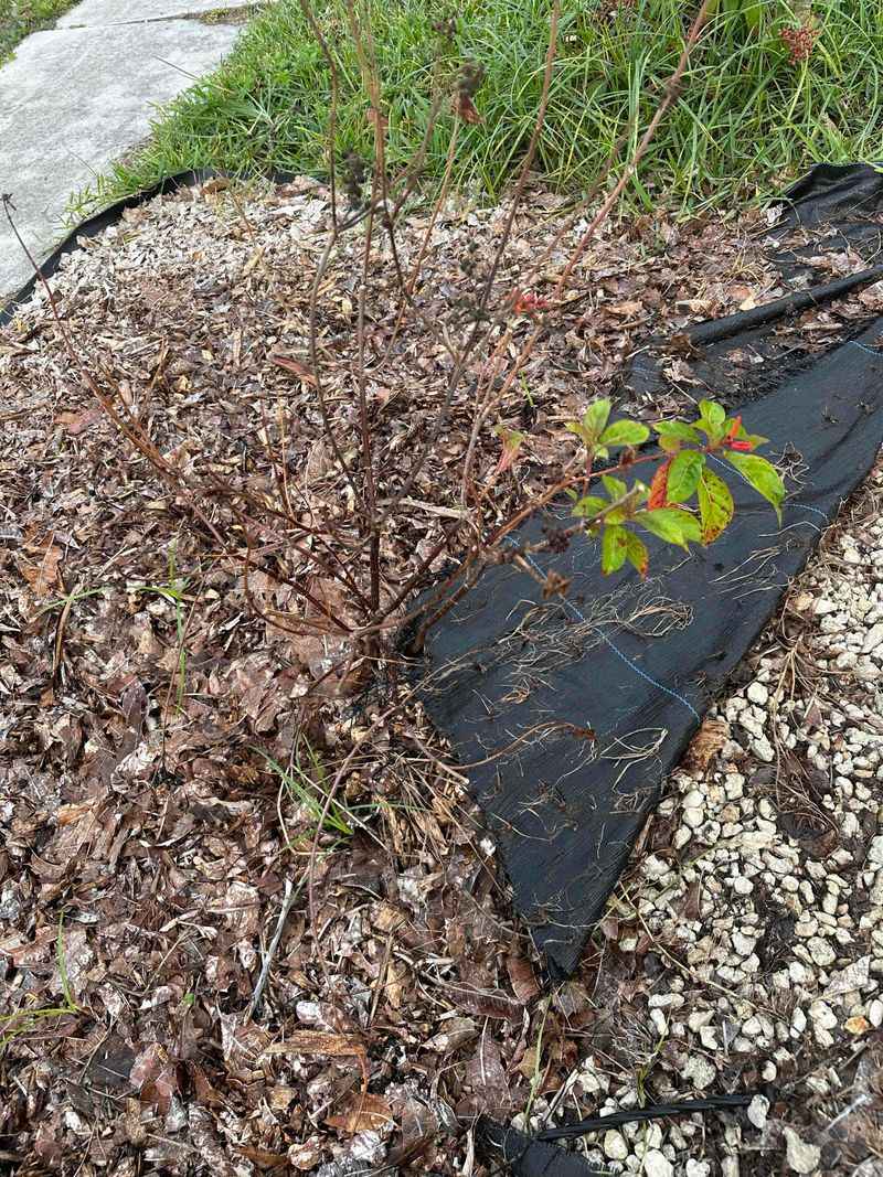 Expect Dieback But Count On Spring Comeback