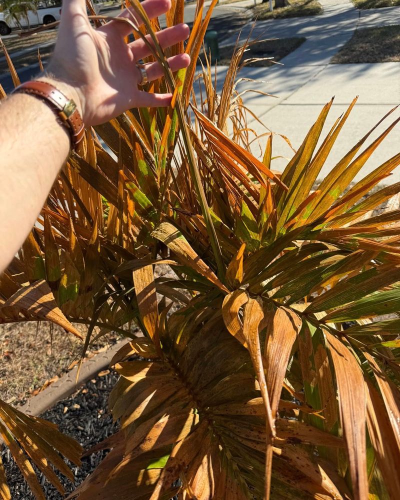 Avoid These Common Post-Frost Mistakes