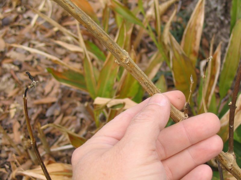 Wait Before Pruning After Damage