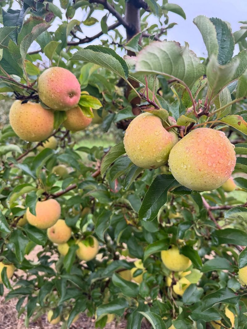 North Georgia Can Support Medium To Higher Chill Apple Types