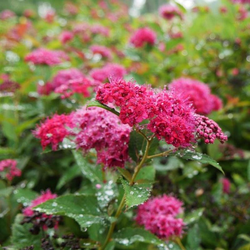 Double Play Doozie® Spirea Blooms All Summer Long
