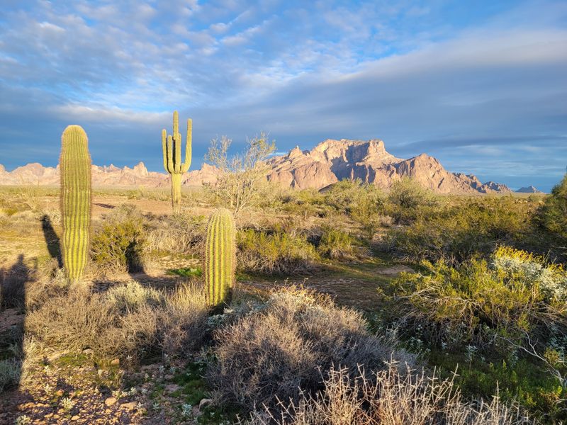 Catalina State Park Blends Riparian And Sonoran Desert Plants