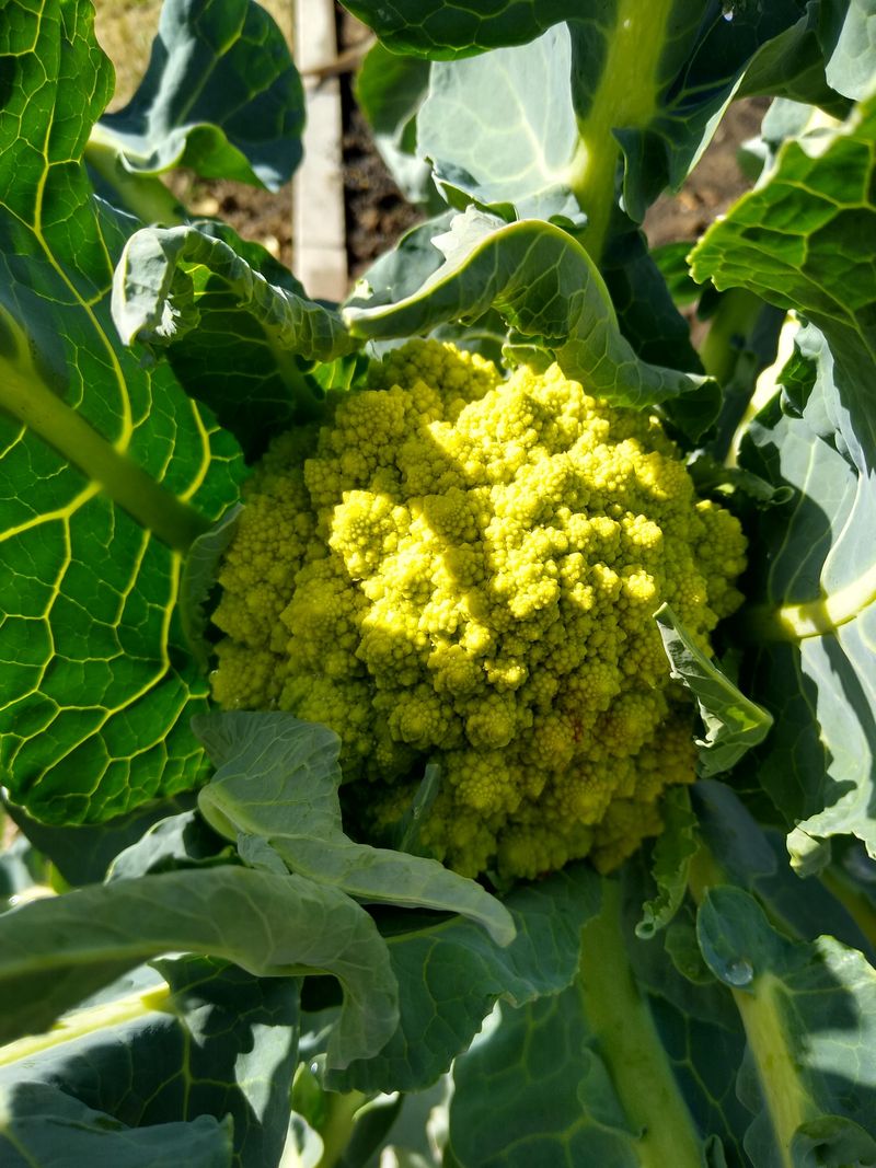 Romanesco Broccoli Fits Spring And Fall Windows
