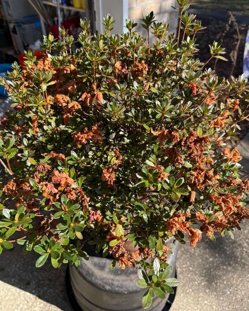 Nutrient Imbalance Can Reduce Flowering