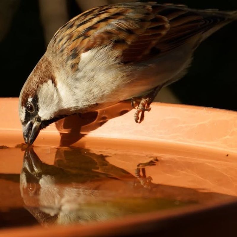 No Fresh Water Source Is Available