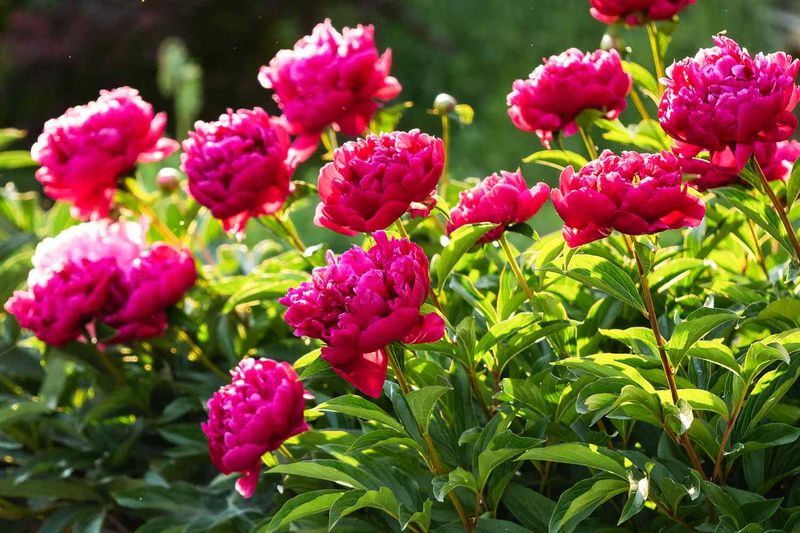 The Simple Spring Fix That Keeps Peonies Upright