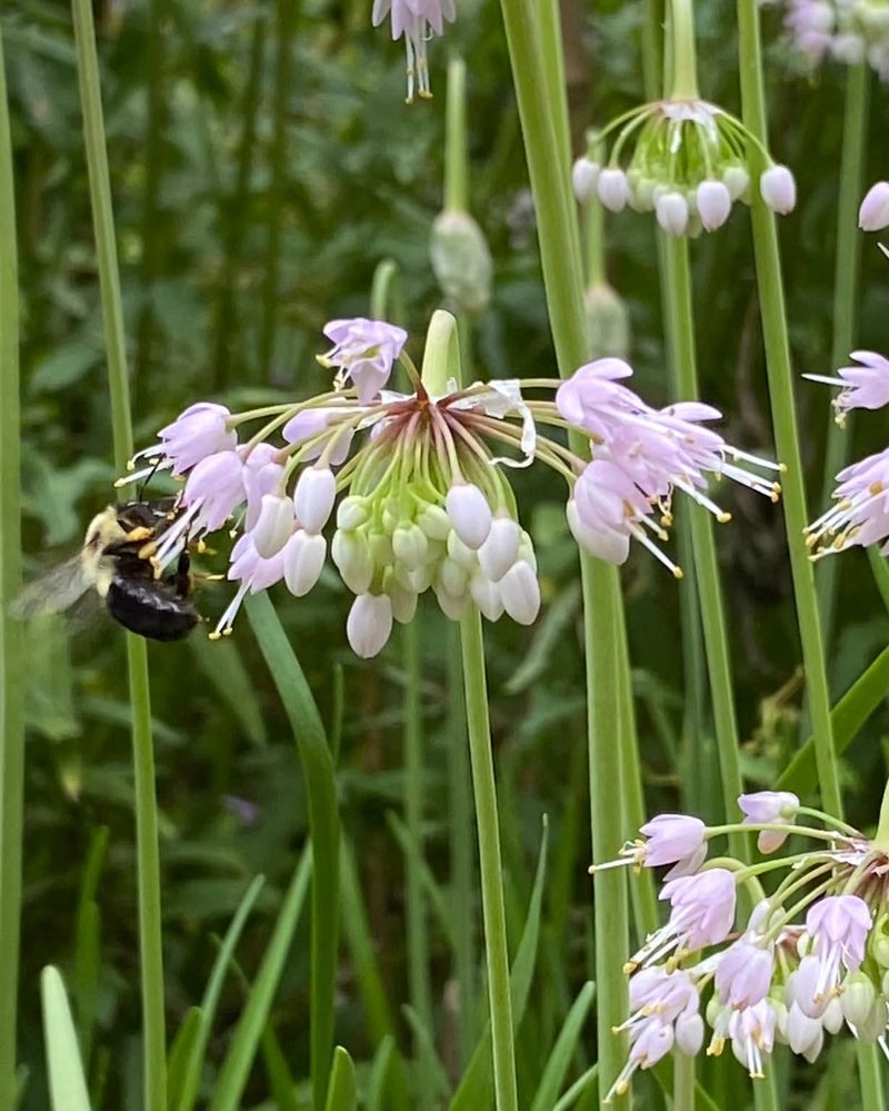 Wild Onion Pushes Up From Underground Bulbs Between Grass Blades