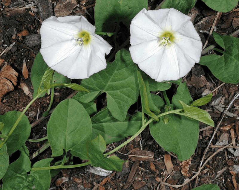 Bindweed (Convolvulus Arvensis)