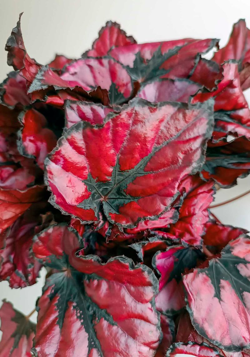 Red-Leaf Begonia (Begonia Spp.)