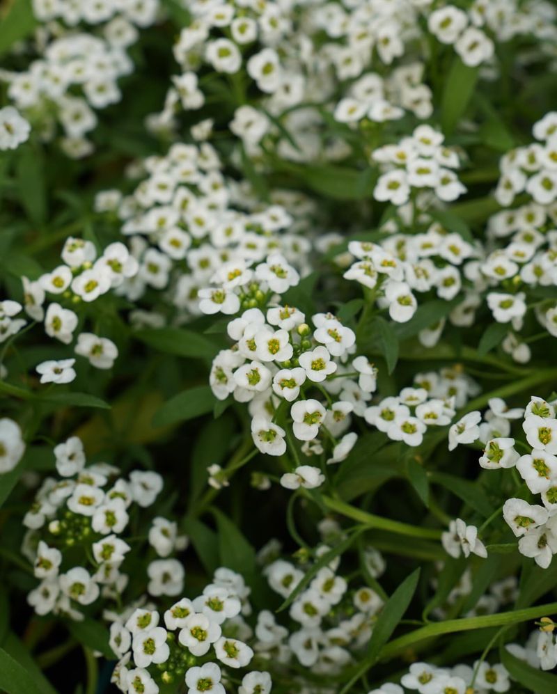 Sweet Alyssum (Lobularia maritima)