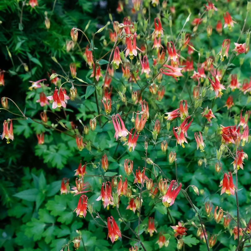 Wild Columbine Reseeds Gracefully In Shaded Spaces