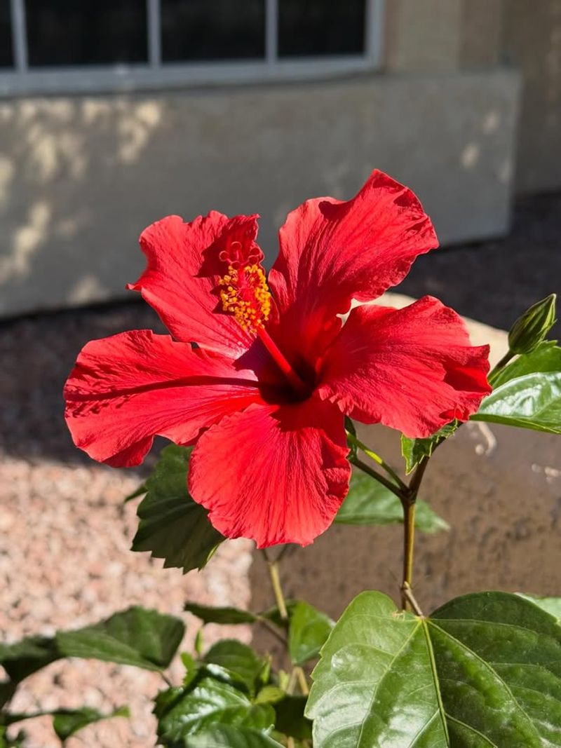 Hibiscus