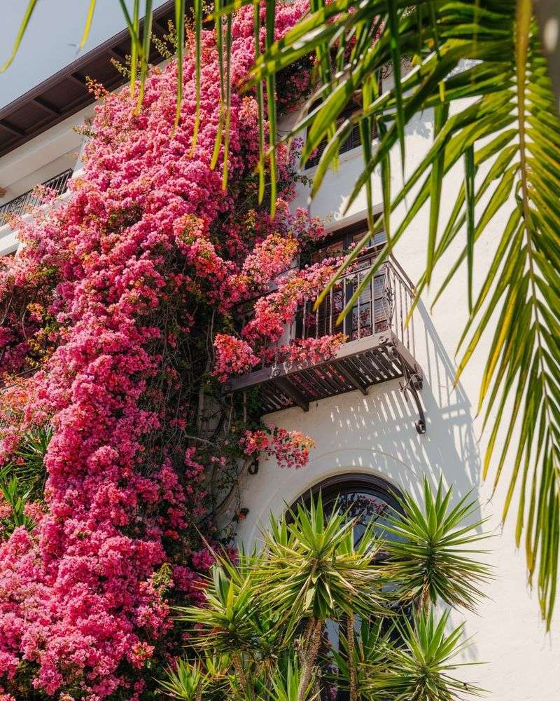 Bougainvillea