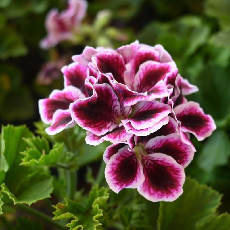 Geranium (Pelargonium)