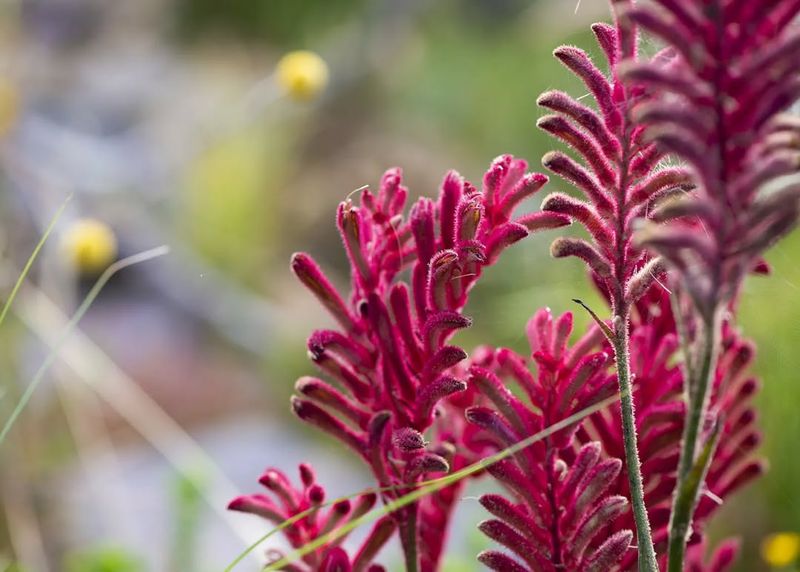 Kangaroo Paw (Anigozanthos)