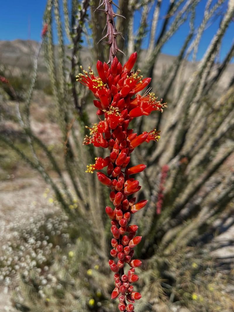 Ocotillo Creates A Natural Defense Where Traffic Is Heavy