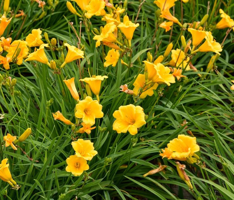 Daylilies Return Year After Year With Reliable Yellow Blooms
