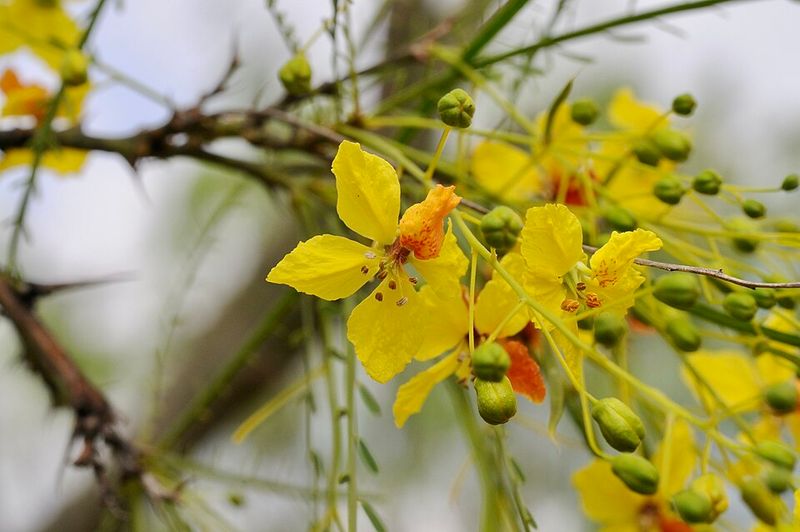 Palo Verde Anchors Arizona Landscapes With Desert Adaptability