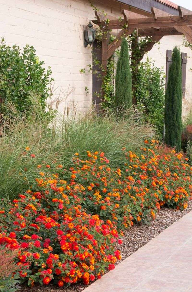 Bold Bloom Clusters Keep Front Entrances Vibrant For Months
