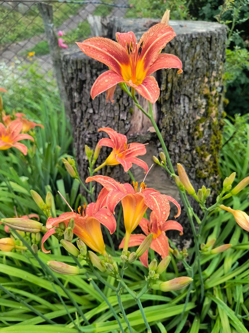 Daylilies Return Year After Year Without Fuss