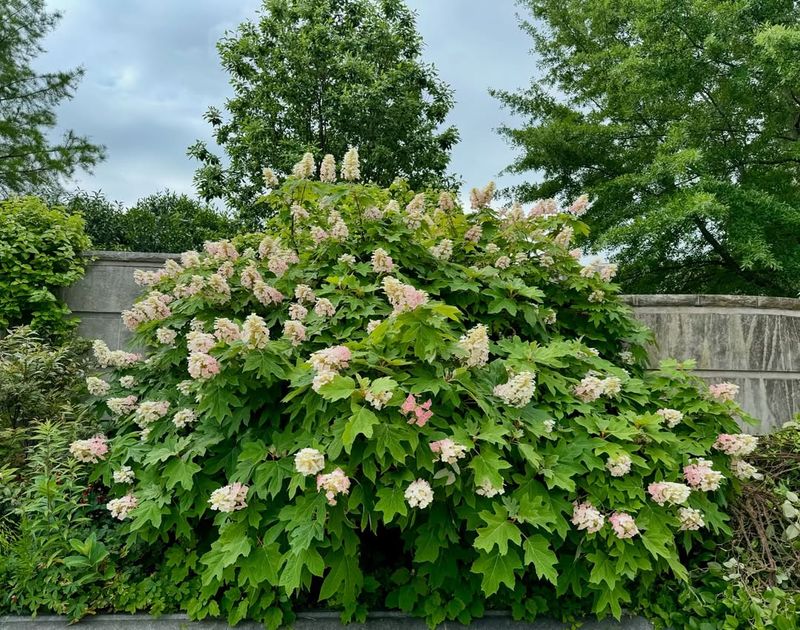 A Shrub That Handles Drainage Challenges Better Than Most Hydrangeas