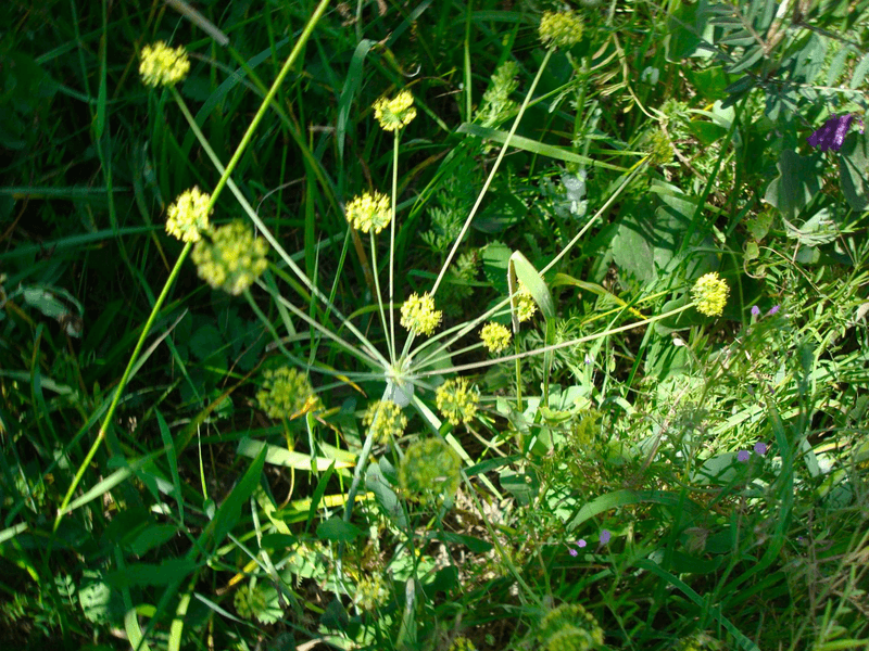 Barestem Biscuitroot (Lomatium nudicaule)