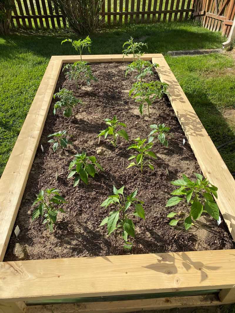 Tomatoes Thrive In Warm Well Drained Soil
