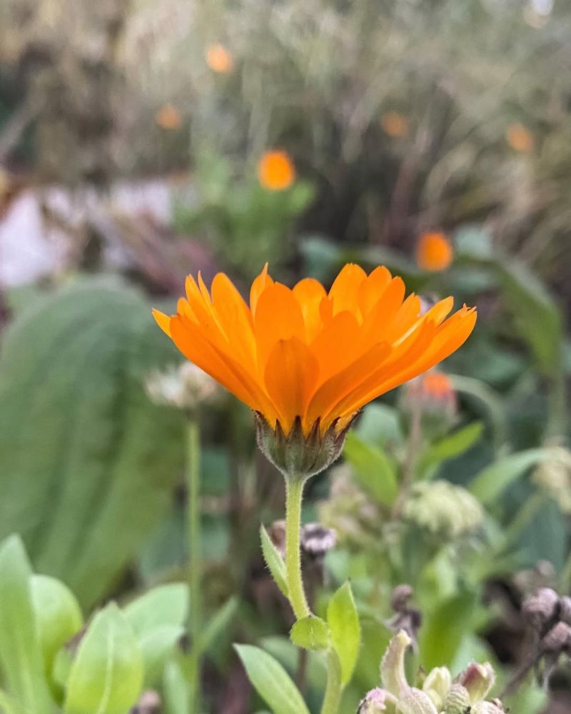 Calendula Grows Well In Cool Early Spring Conditions