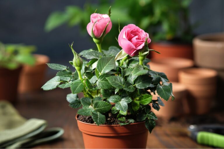mini potted roses