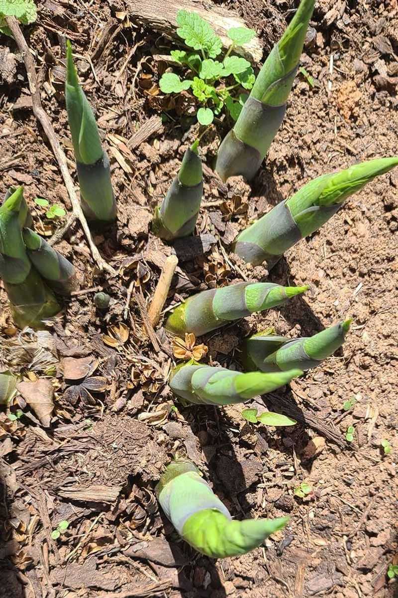 Watch For Emerging Shoots Before Disturbing The Soil