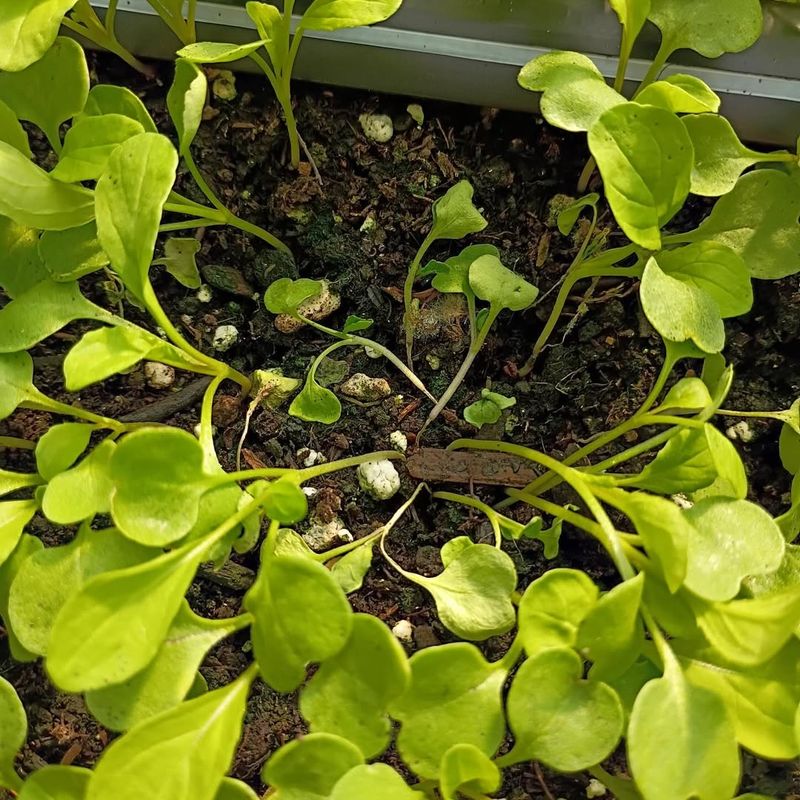 Fast-Drying Topsoil Stresses Shallow Roots