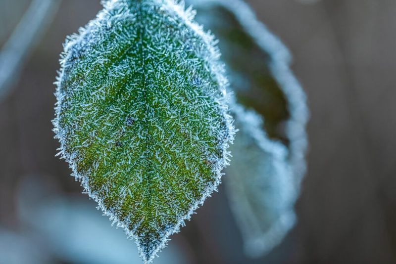 Late Frost Still Threatens Tender Plants