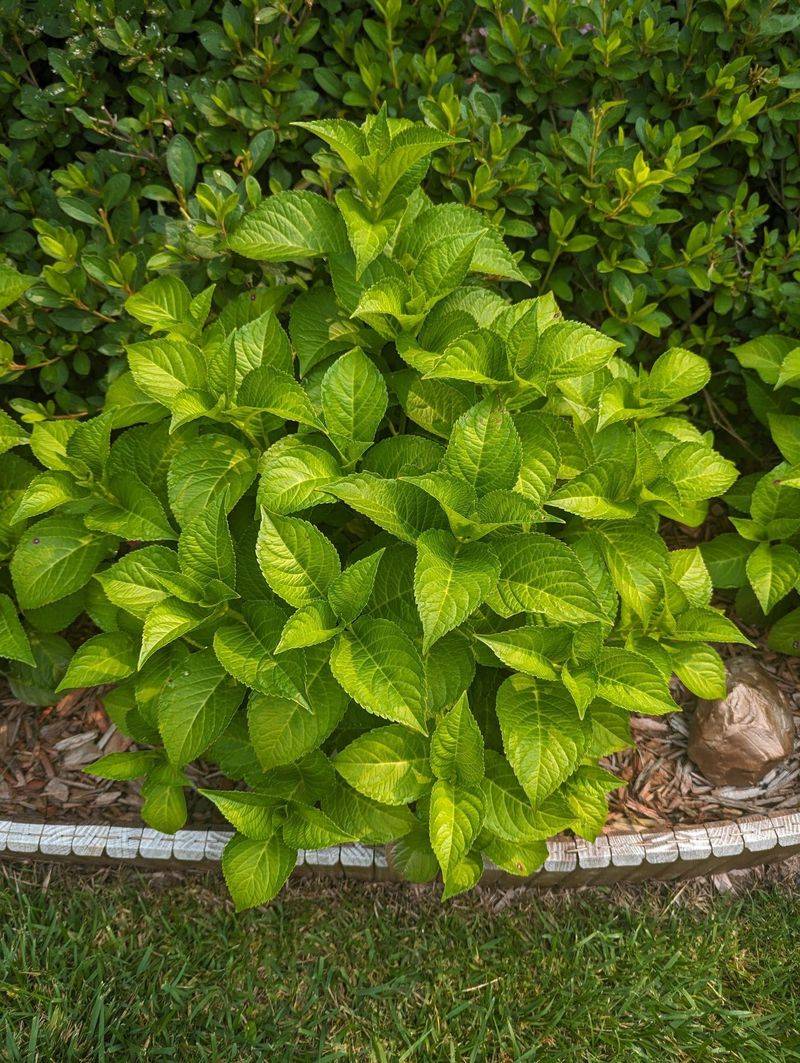 Too Much Shade Stops Flowering