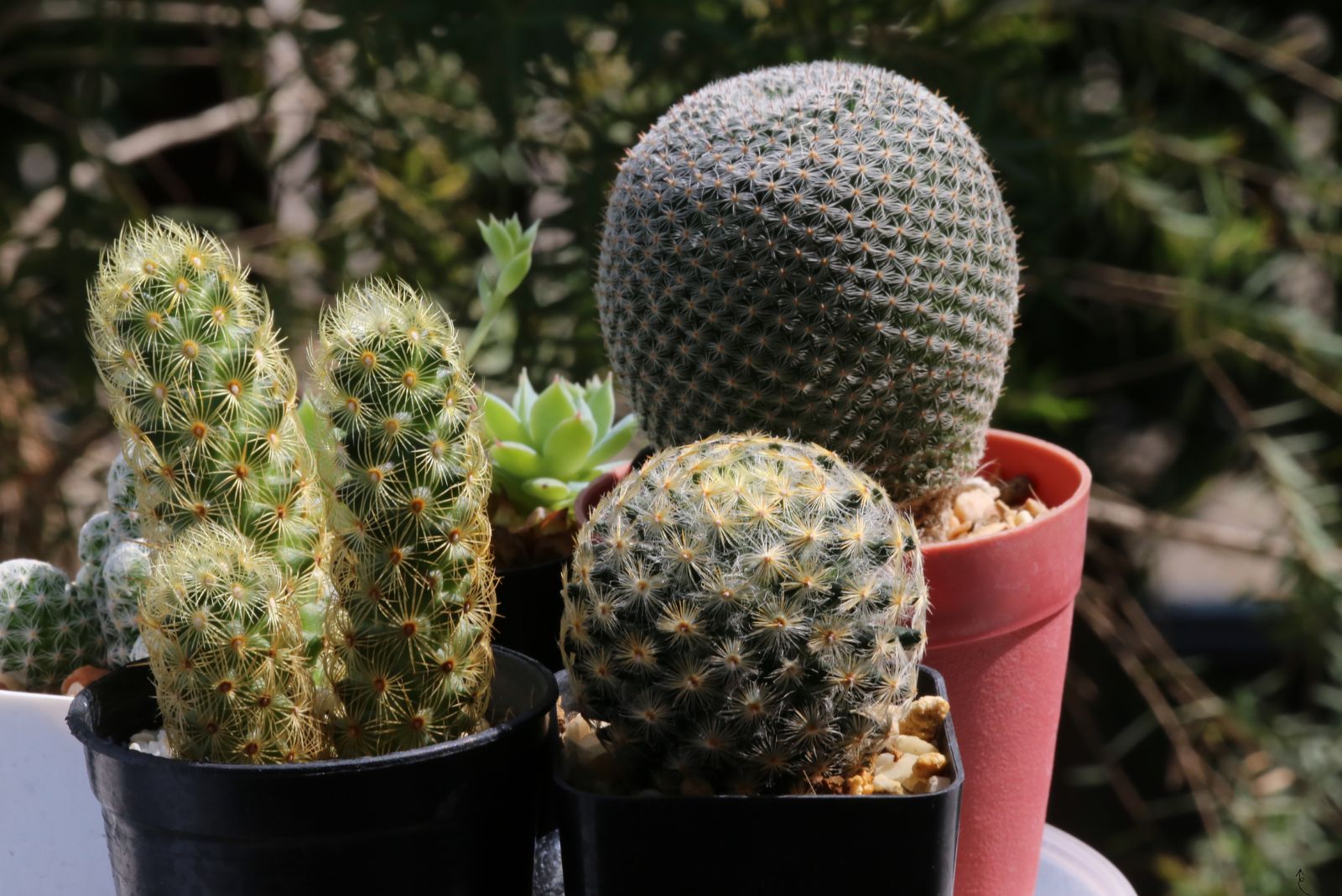 cactus and succulent