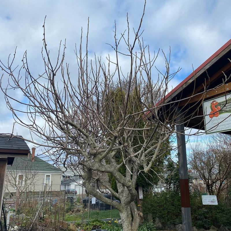 Structural Pruning Works Best On Fig Trees This Month