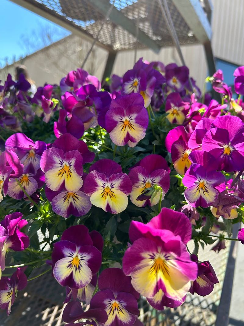 Early Nutrients Support Strong Spring Growth For Pansies