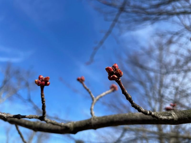 Watch Bud Health During February Cold