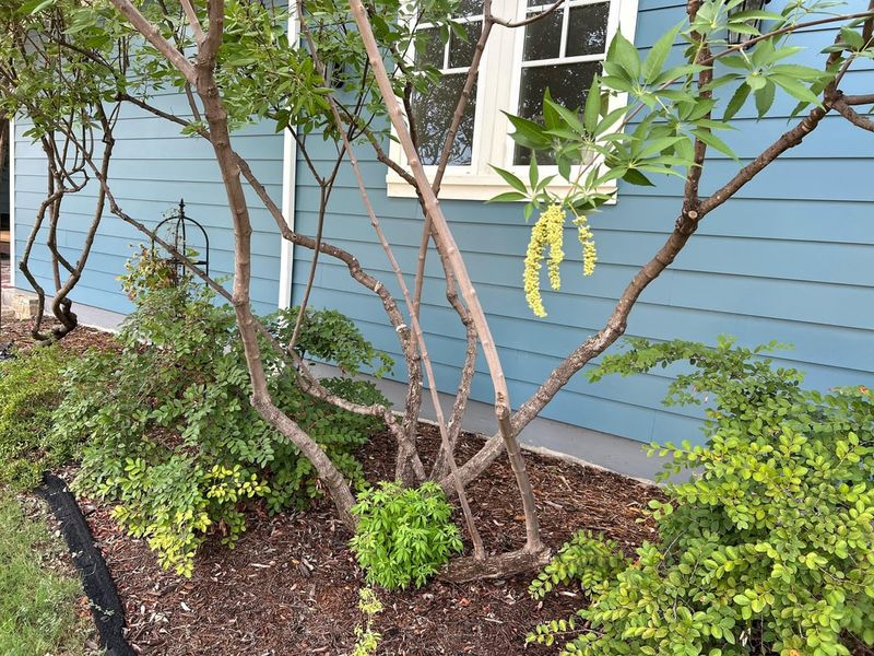 Structural Shaping Is Safest Now On Vitex Trees