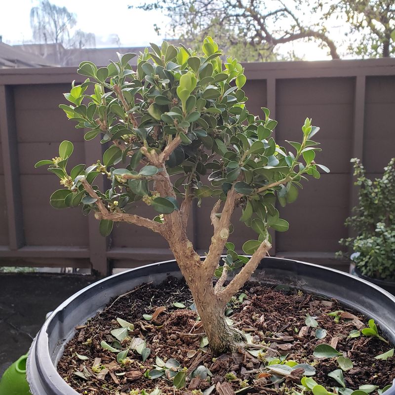 Japanese Boxwood