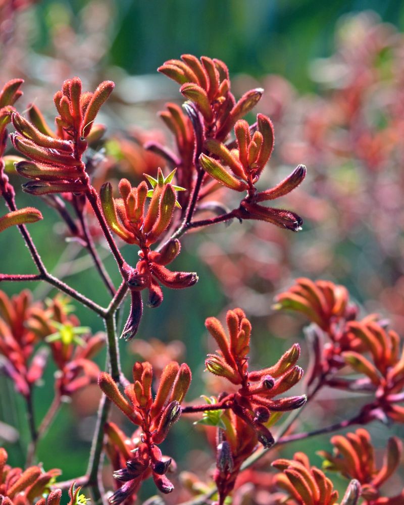 Kangaroo Paw