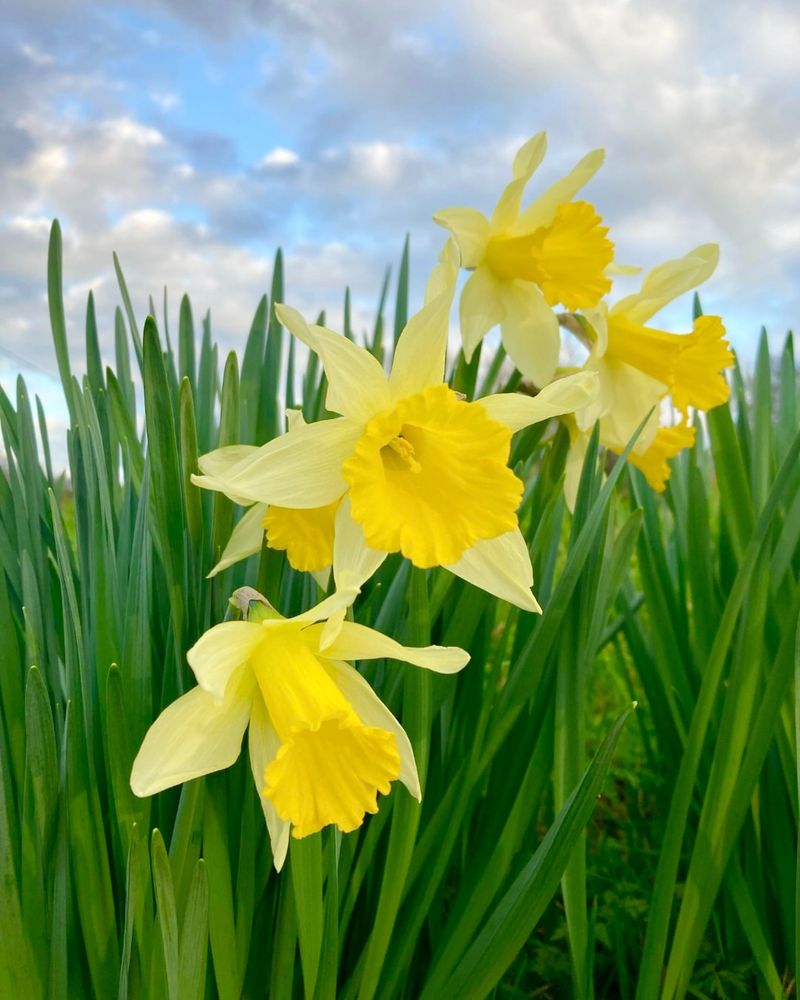 Daffodils