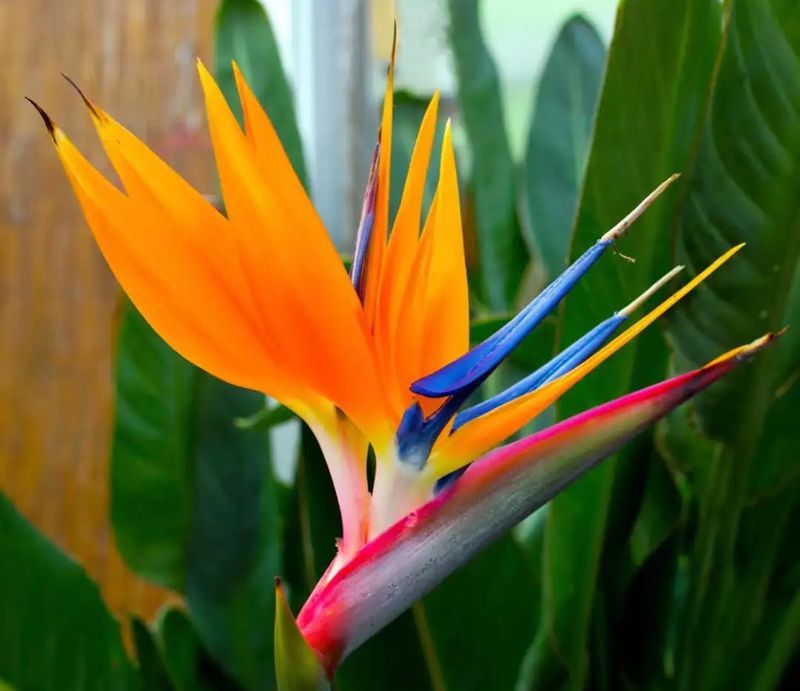 Bird of Paradise (Strelitzia)