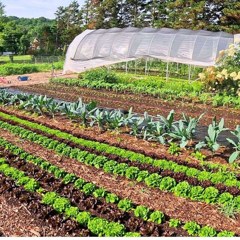 Specialty Salad Greens 