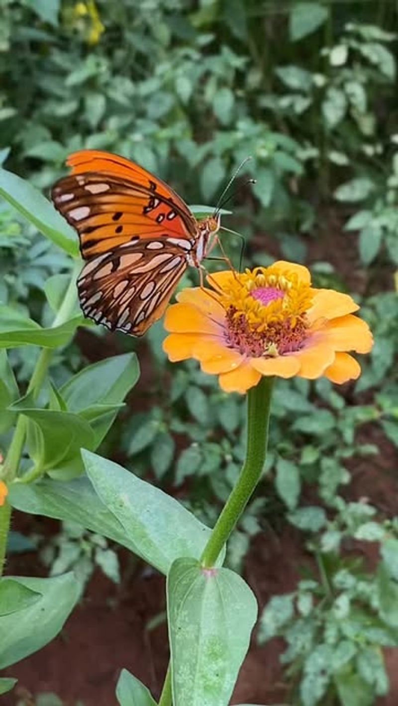 Zinnias Provide Easy Summer Color And Nectar